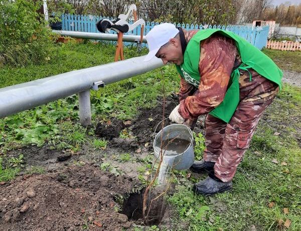 Ко дню старшего поколения в двух домах-интернатах Томской области появились зеленые аллеи