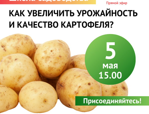 О секретах выращивания картофеля